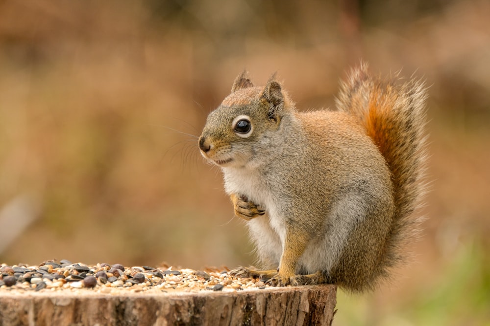 brown and white squirrel close-up photography