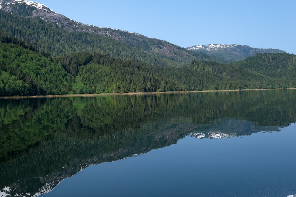 body of water and green pine trees