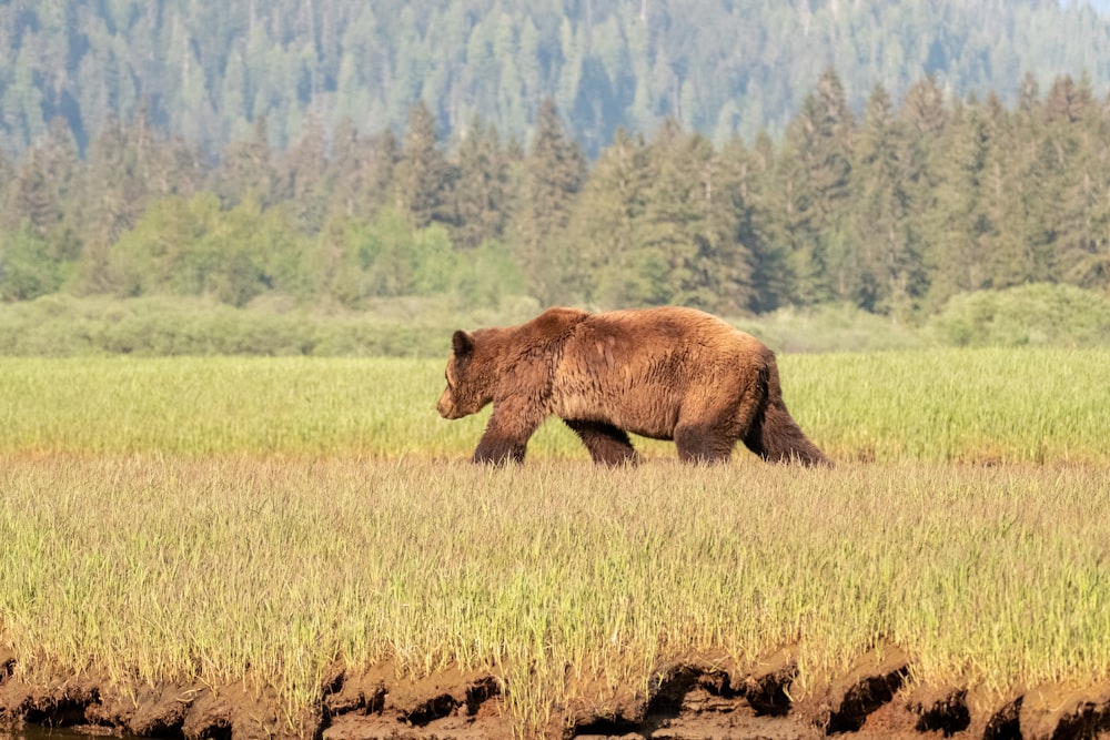 ours à poil brun marchant sur un champ d’herbe