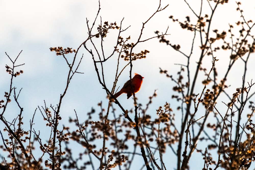 red bird during daytime