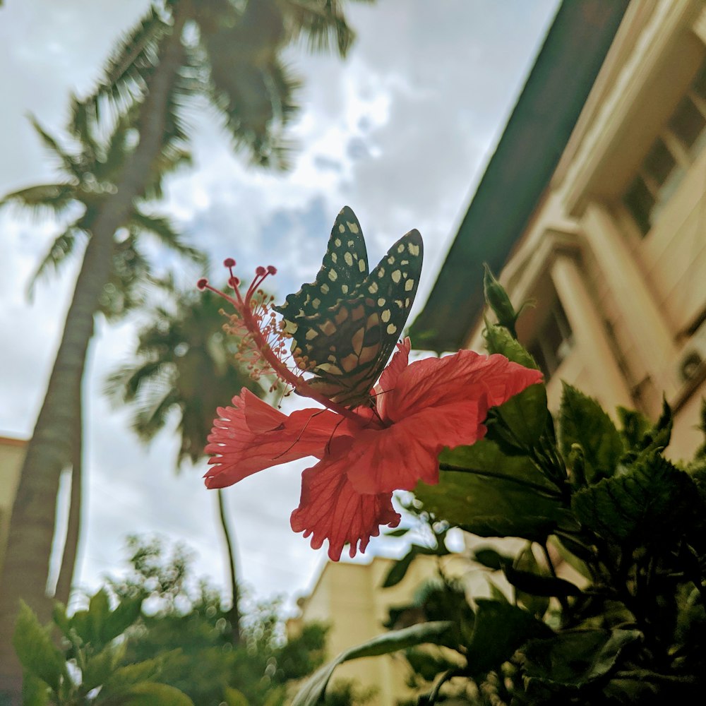 red, black, and white butterfly on red flower