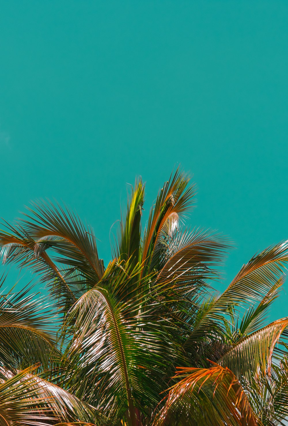 árboles verdes bajo el cielo azul durante el día