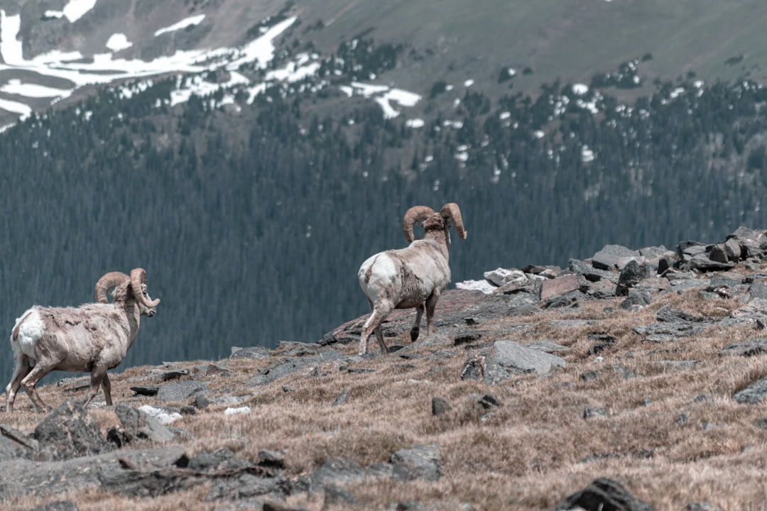 two ram running