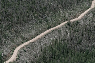 A dirt road cuts through a forested area where many trees have been cleared. The landscape is divided between dense greenery and a region of fallen trees, indicating deforestation.