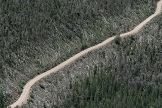 A dirt road cuts through a forested area where many trees have been cleared. The landscape is divided between dense greenery and a region of fallen trees, indicating deforestation.