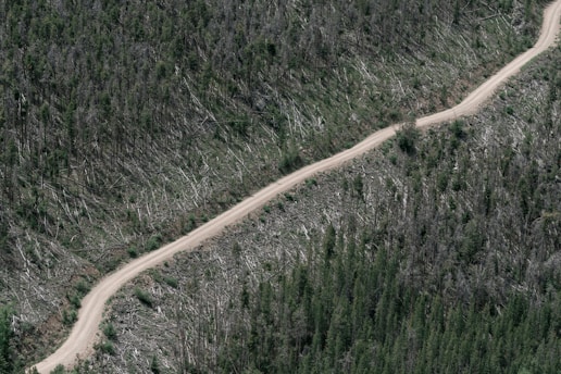 A dirt road cuts through a forested area where many trees have been cleared. The landscape is divided between dense greenery and a region of fallen trees, indicating deforestation.