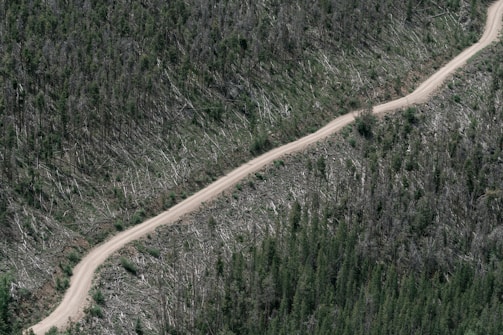 A dirt road cuts through a forested area where many trees have been cleared. The landscape is divided between dense greenery and a region of fallen trees, indicating deforestation.