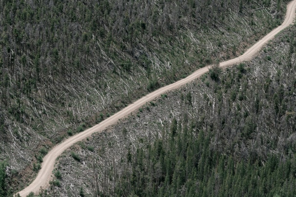 A dirt road cuts through a forested area where many trees have been cleared. The landscape is divided between dense greenery and a region of fallen trees, indicating deforestation.