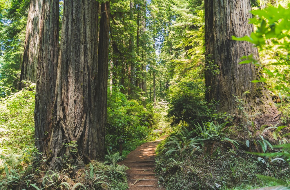 forest pathways photo during daytime