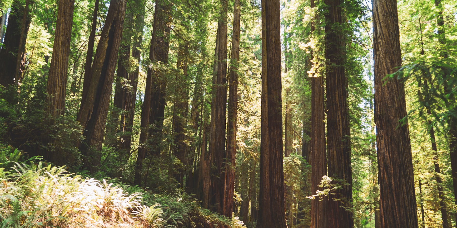 Cover Image for Redwood Climate Office Hours