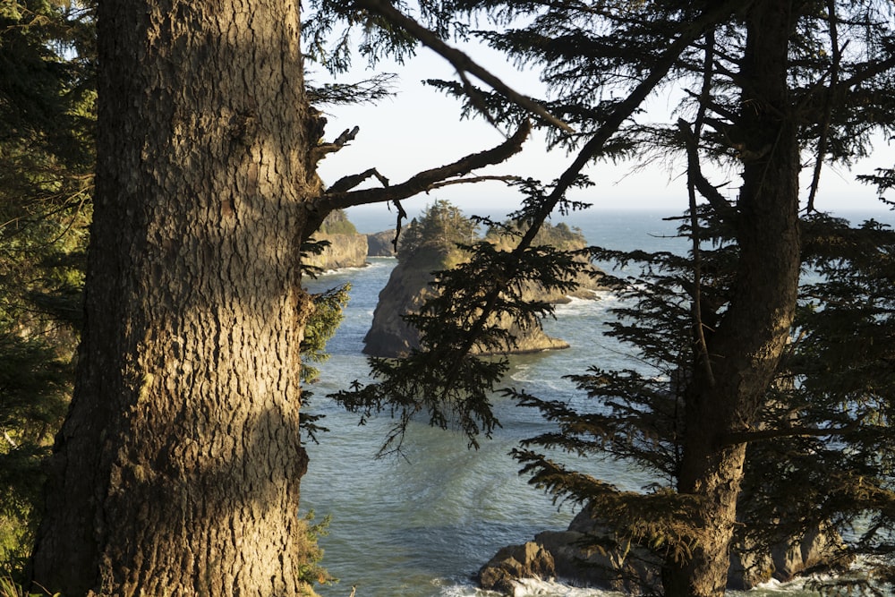 Arbres verts au bord d’un plan d’eau