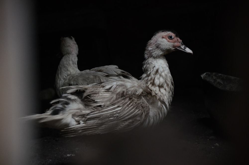 white and gray ducks