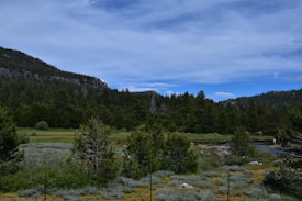 A lush, green landscape features a forested hill in the background under a partly cloudy blue sky. In the foreground, a meadow with a variety of grasses and shrubs is visible, with hints of a small water body. A fence runs across the landscape, marking the division between areas.