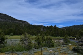 A lush, green landscape features a forested hill in the background under a partly cloudy blue sky. In the foreground, a meadow with a variety of grasses and shrubs is visible, with hints of a small water body. A fence runs across the landscape, marking the division between areas.