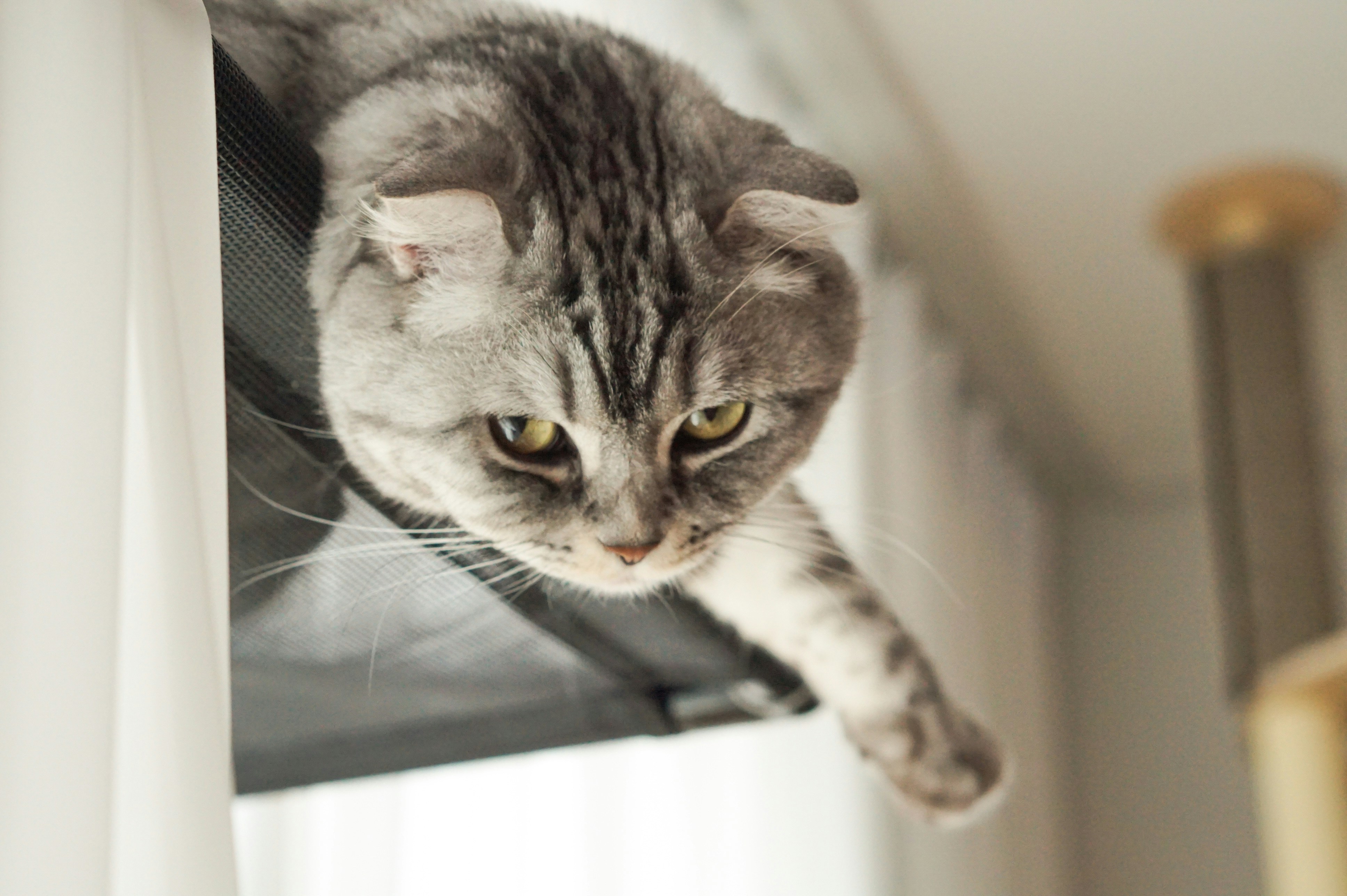 Cat Animal Pet And Mammal Hd Photo By Kyung Ah Hong Khong5