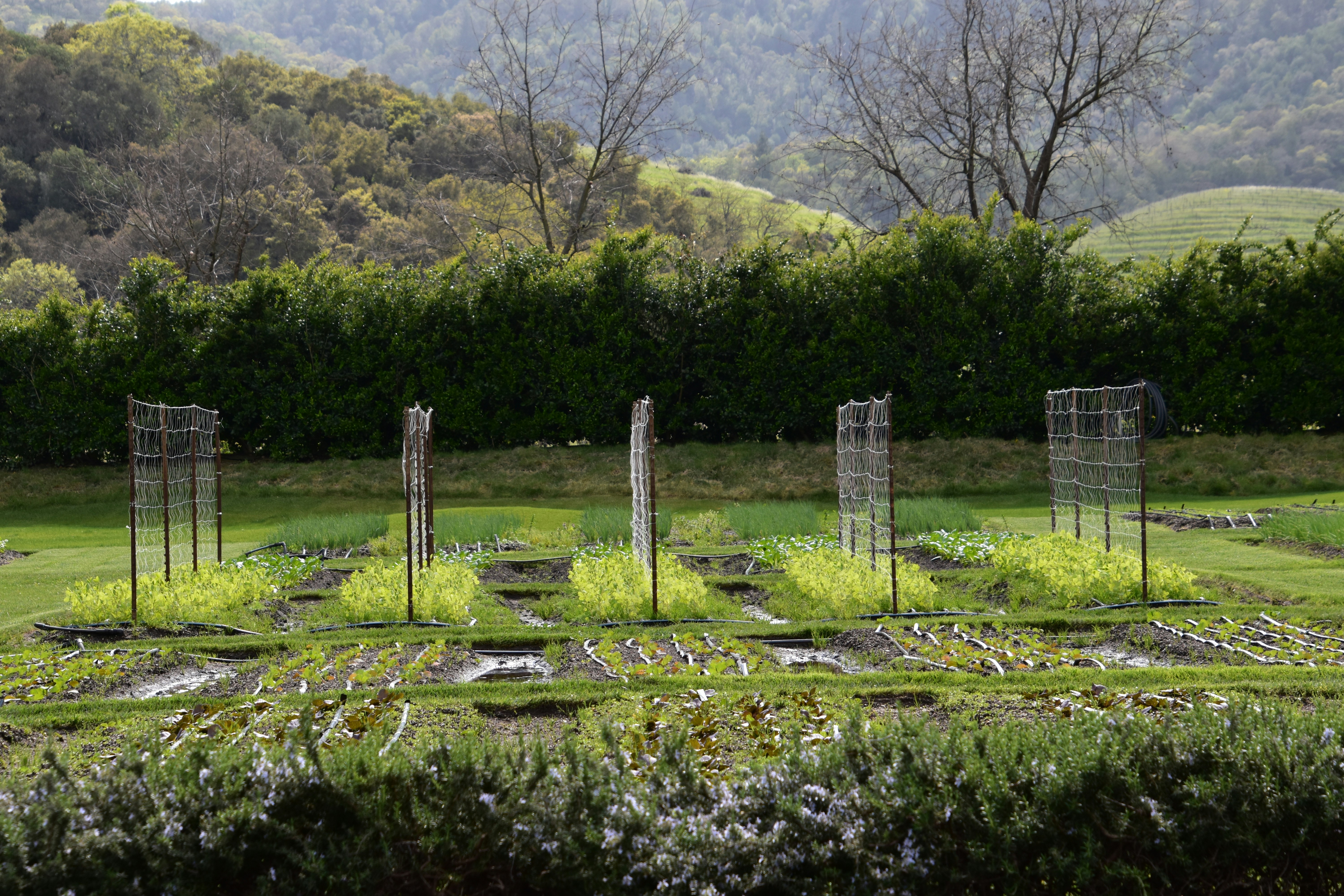 Nachhaltige Pflanzen für Ihr Zuhause