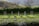 A garden with neatly arranged raised beds filled with leafy green plants. Wire trellises stand throughout, likely for supporting climbing plants. The garden is surrounded by a lush hedge, set against a backdrop of forested hills under a clear sky.