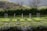 A garden with neatly arranged raised beds filled with leafy green plants. Wire trellises stand throughout, likely for supporting climbing plants. The garden is surrounded by a lush hedge, set against a backdrop of forested hills under a clear sky.