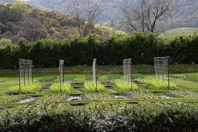 Raised garden beds filled with thriving vegetables and herbs under a sunny sky.