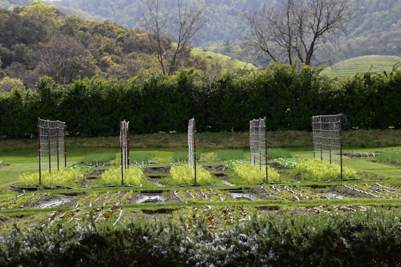 A garden with neatly arranged raised beds filled with leafy green plants. Wire trellises stand throughout, likely for supporting climbing plants. The garden is surrounded by a lush hedge, set against a backdrop of forested hills under a clear sky.