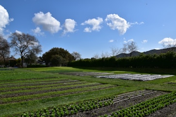 A well-maintained garden with rows of crops, bordered by trees and shrubs. The sky is bright blue with scattered fluffy white clouds. Some trees stand in the background against distant hills, and a house is partially visible.