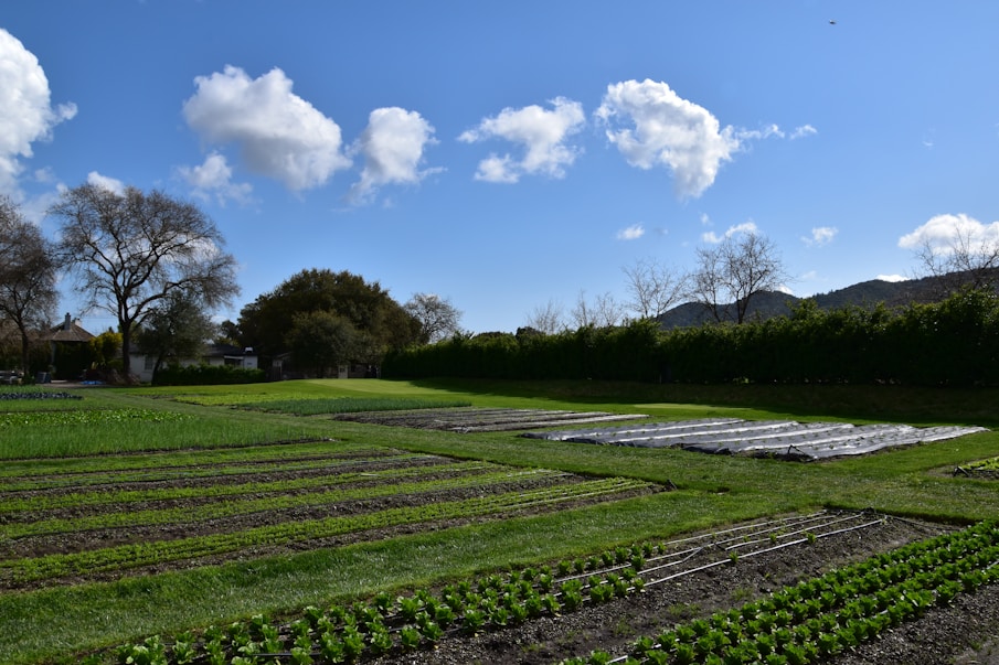 A vibrant South African farmer tending to a thriving vegetable garden under a bright blue sky.