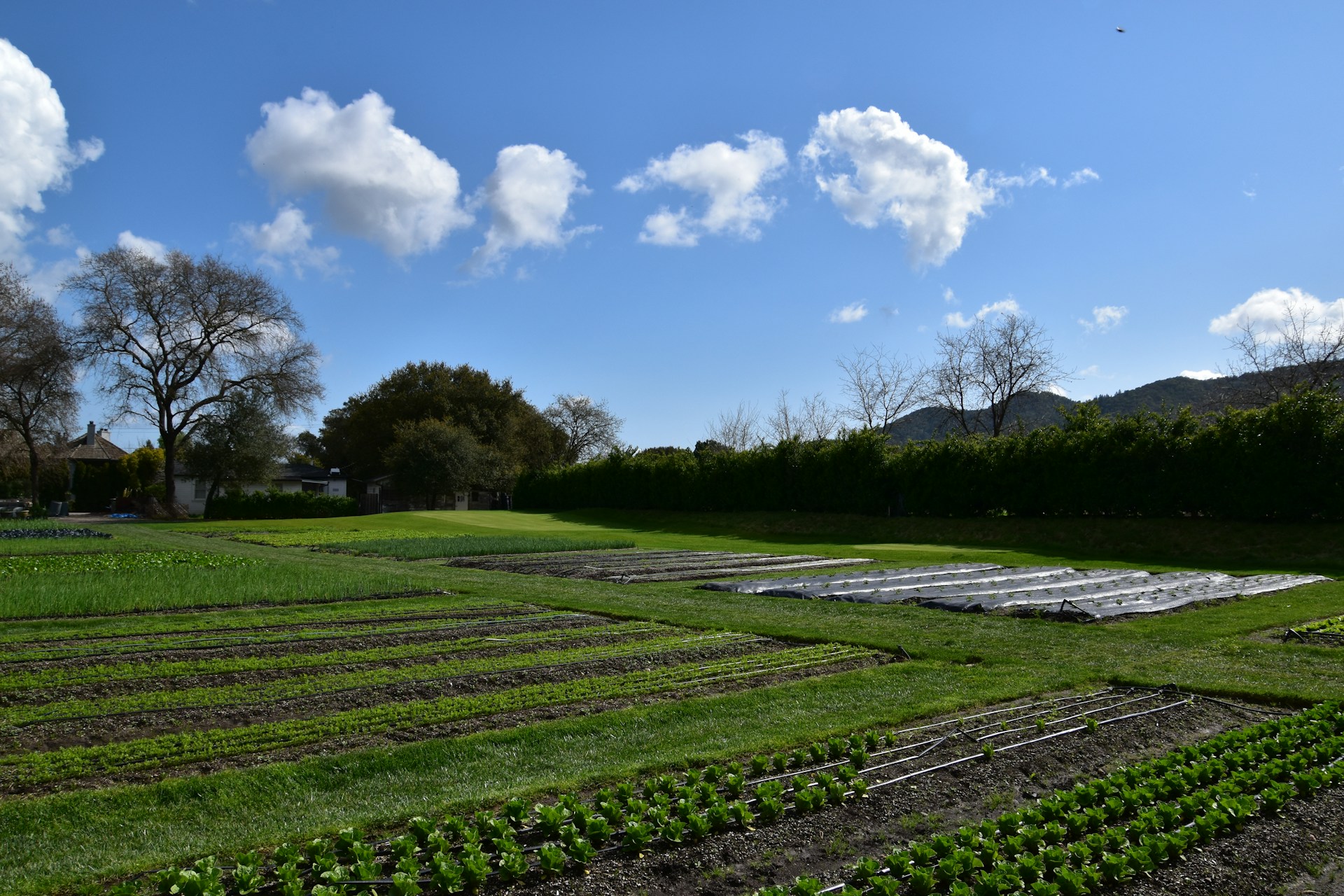 black and white bed linen