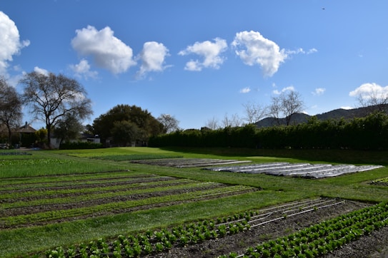 A well-maintained garden with rows of crops, bordered by trees and shrubs. The sky is bright blue with scattered fluffy white clouds. Some trees stand in the background against distant hills, and a house is partially visible.