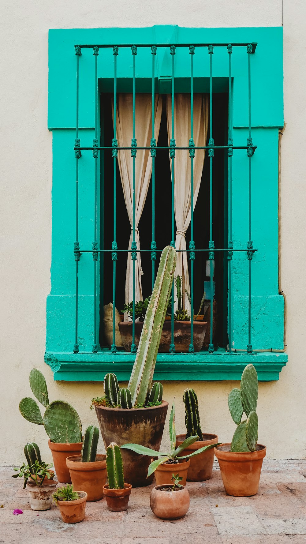 cactus near window