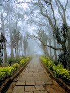 gray pathway between trees