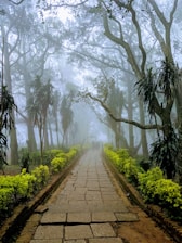 gray pathway between trees