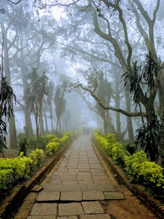 A stone pathway leads through a misty forest, surrounded by lush greenery and tall trees. The atmosphere is serene and quiet, with fog adding a mystical touch. Two figures are faintly visible in the distance, walking along the path.