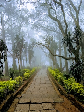 A stone pathway leads through a misty forest, surrounded by lush greenery and tall trees. The atmosphere is serene and quiet, with fog adding a mystical touch. Two figures are faintly visible in the distance, walking along the path.