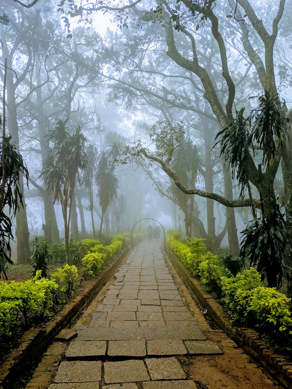 gray pathway between trees