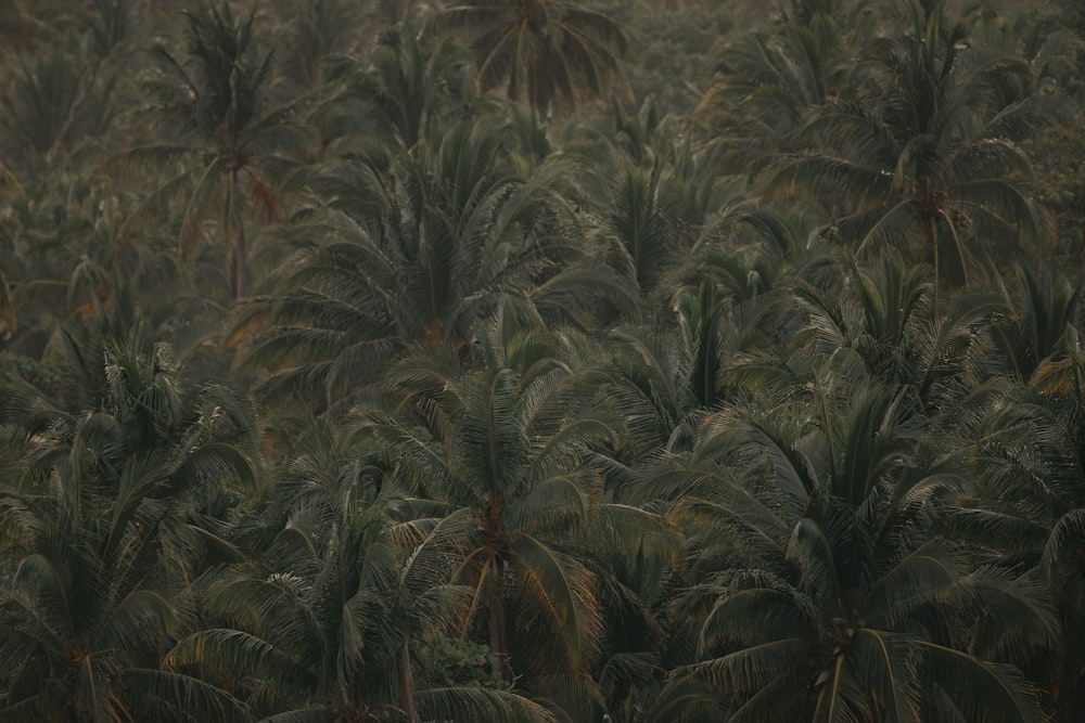 aerial view of coconut trees