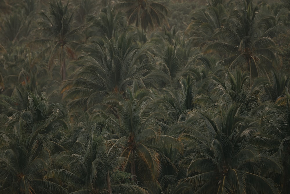 Vue aérienne des cocotiers