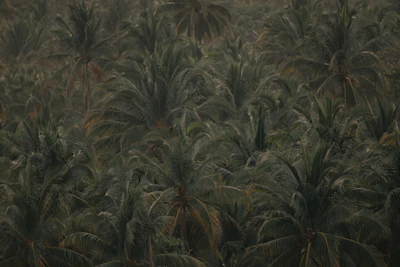 Agriculture plantation