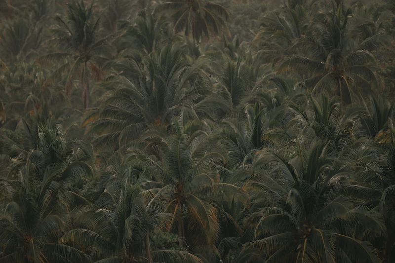 Aerial view of a coconut plantation in Tamil Nadu, India
