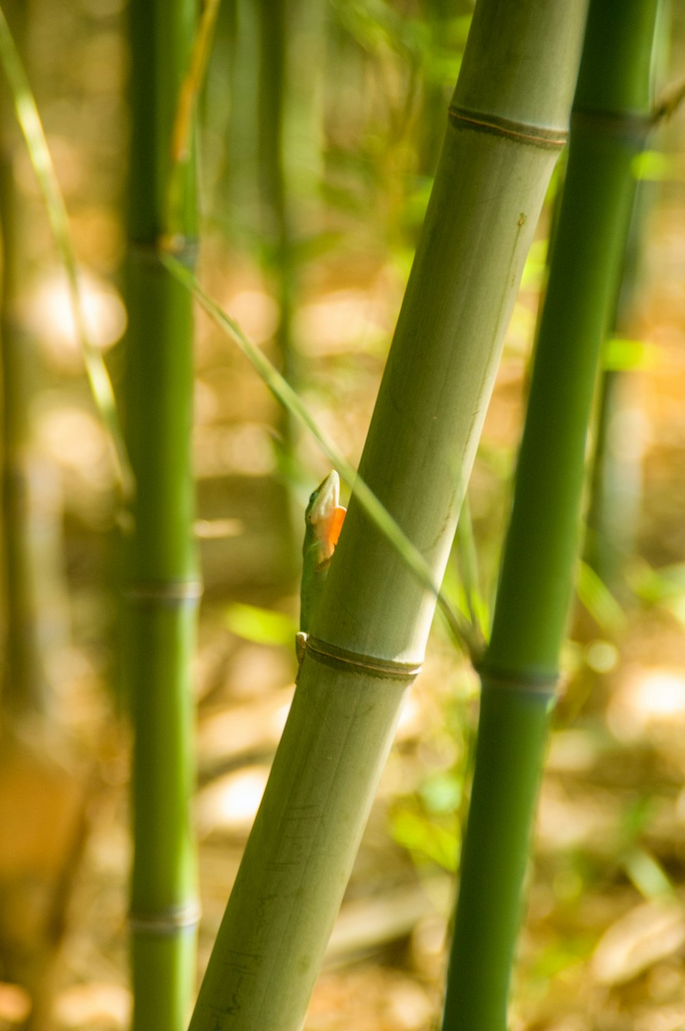 gree bamboo
