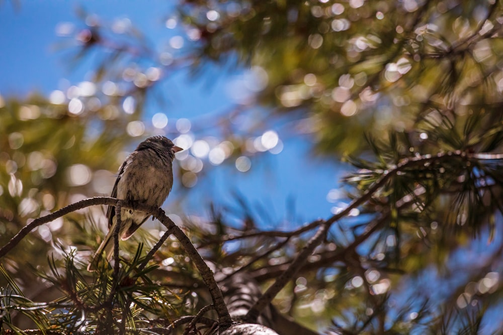 brown bird on brown leaf tree