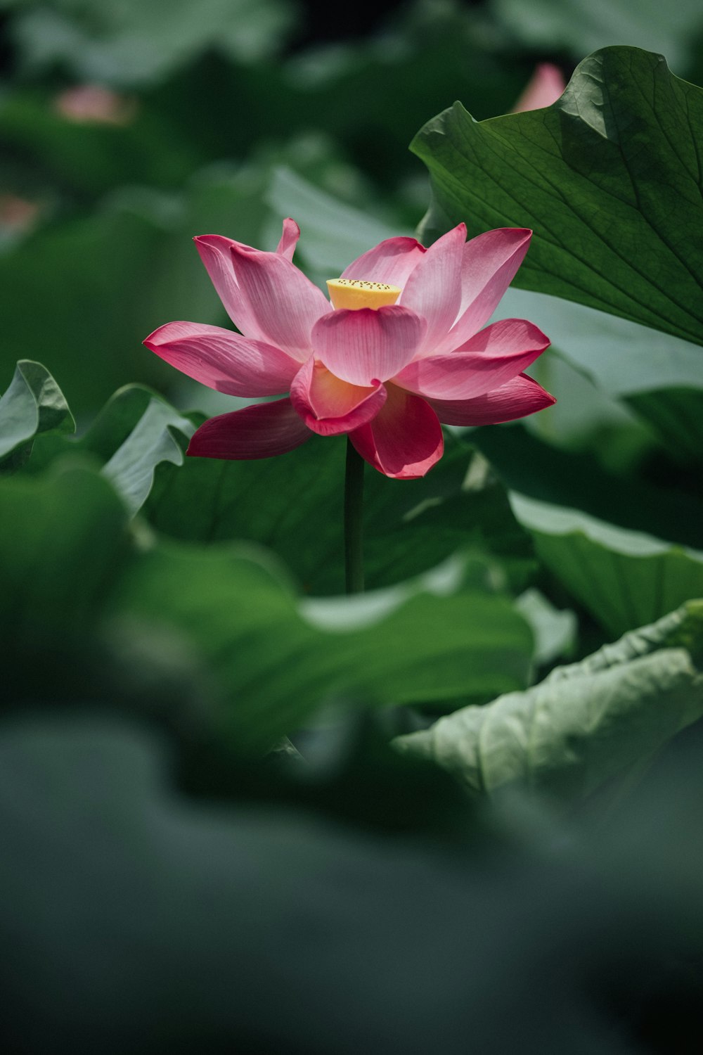 pink peatled flower