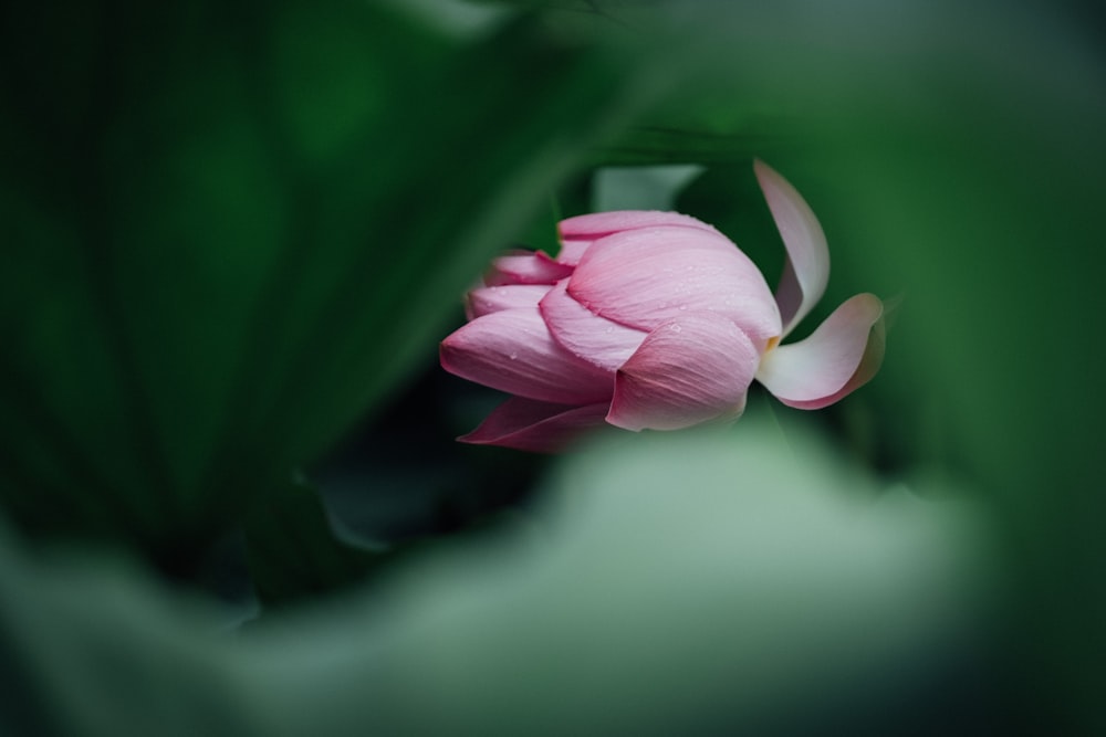 focus photography of pink petaled flower