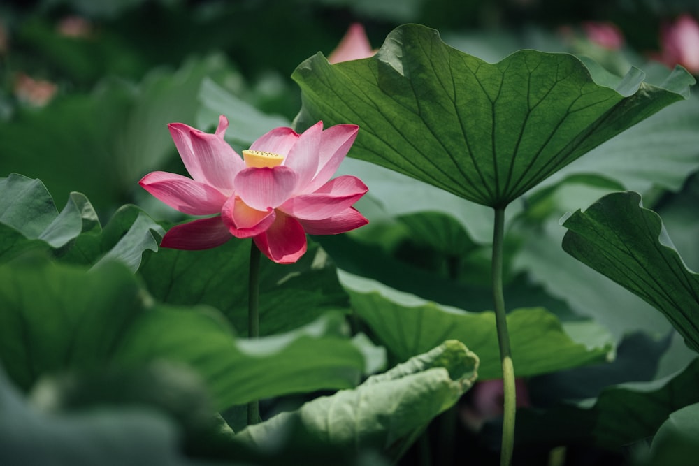 shallow focus photography of green-leafed plant with pink flowers