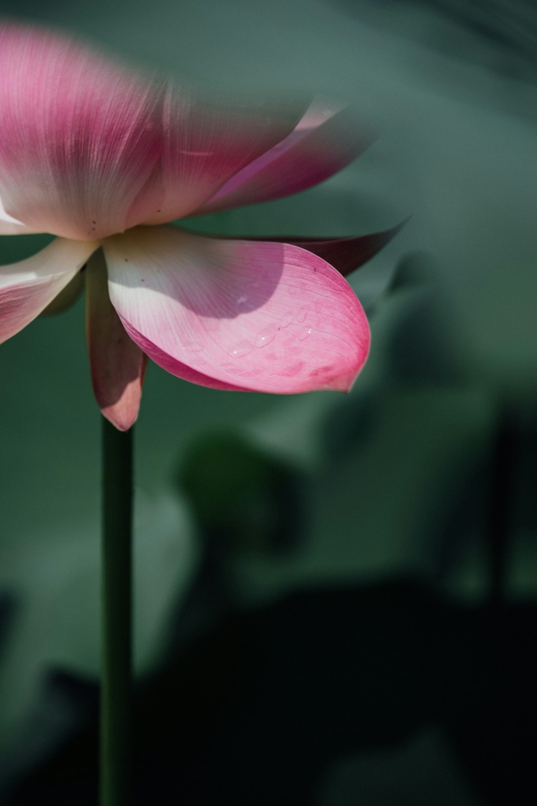 shallow focus photography of pink flower