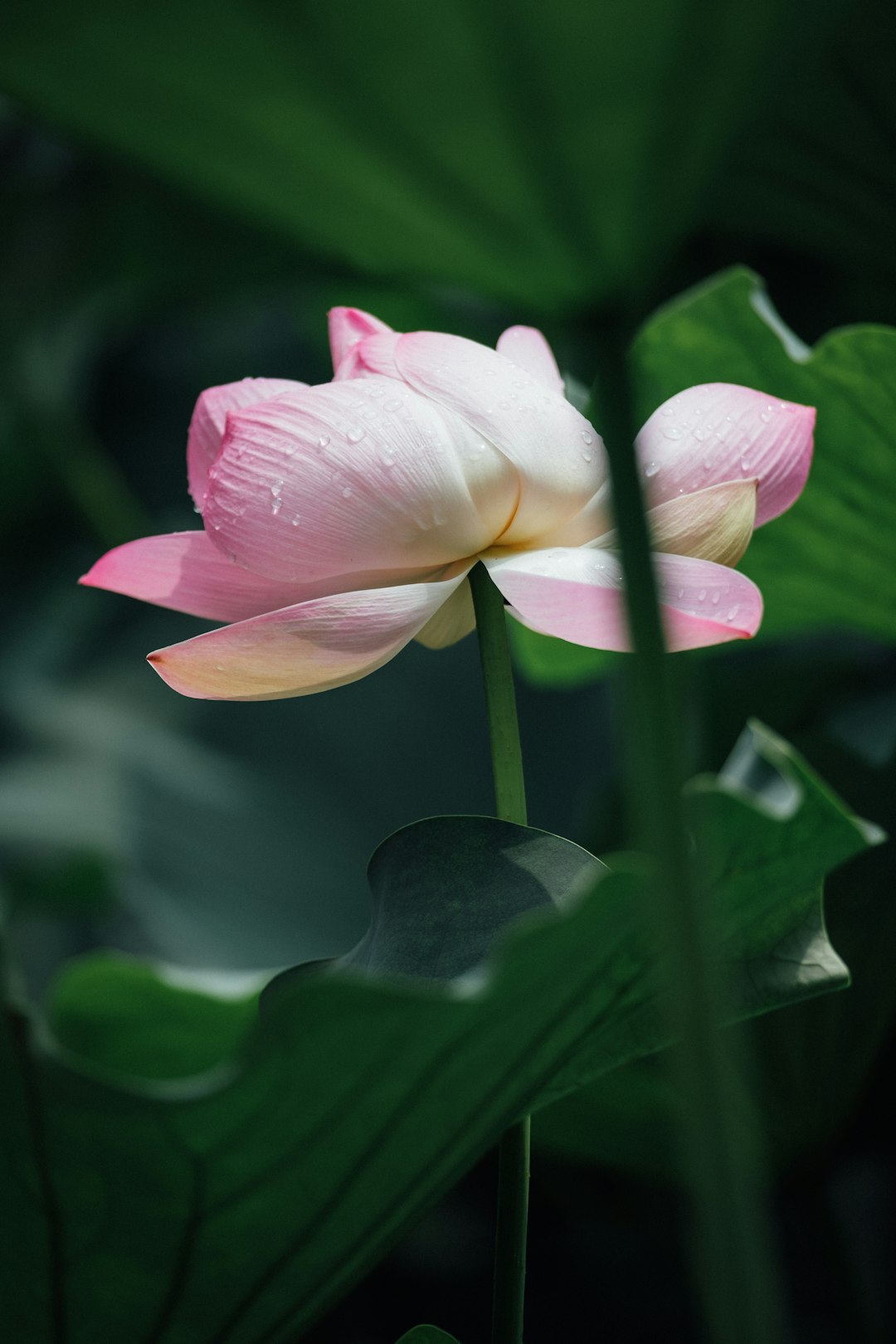 pink lotus flower surrounded with leaves