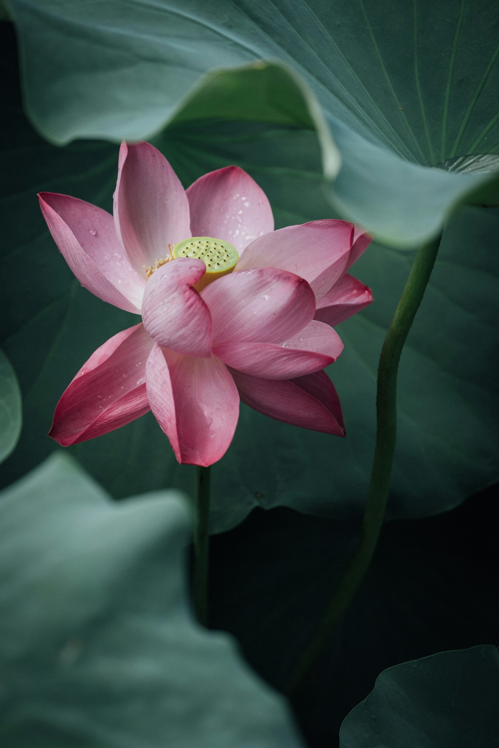 Fujifilm XF 50-140mm F2.8 R LM OIS WR sample photo. Pink lotus flower with photography