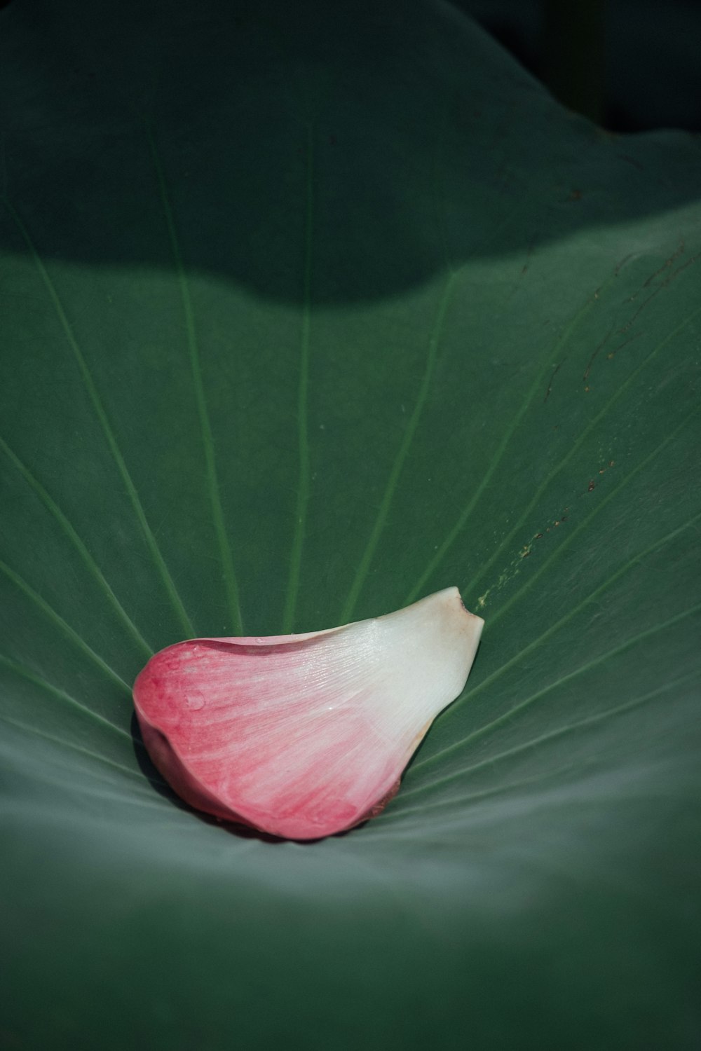 pink petal