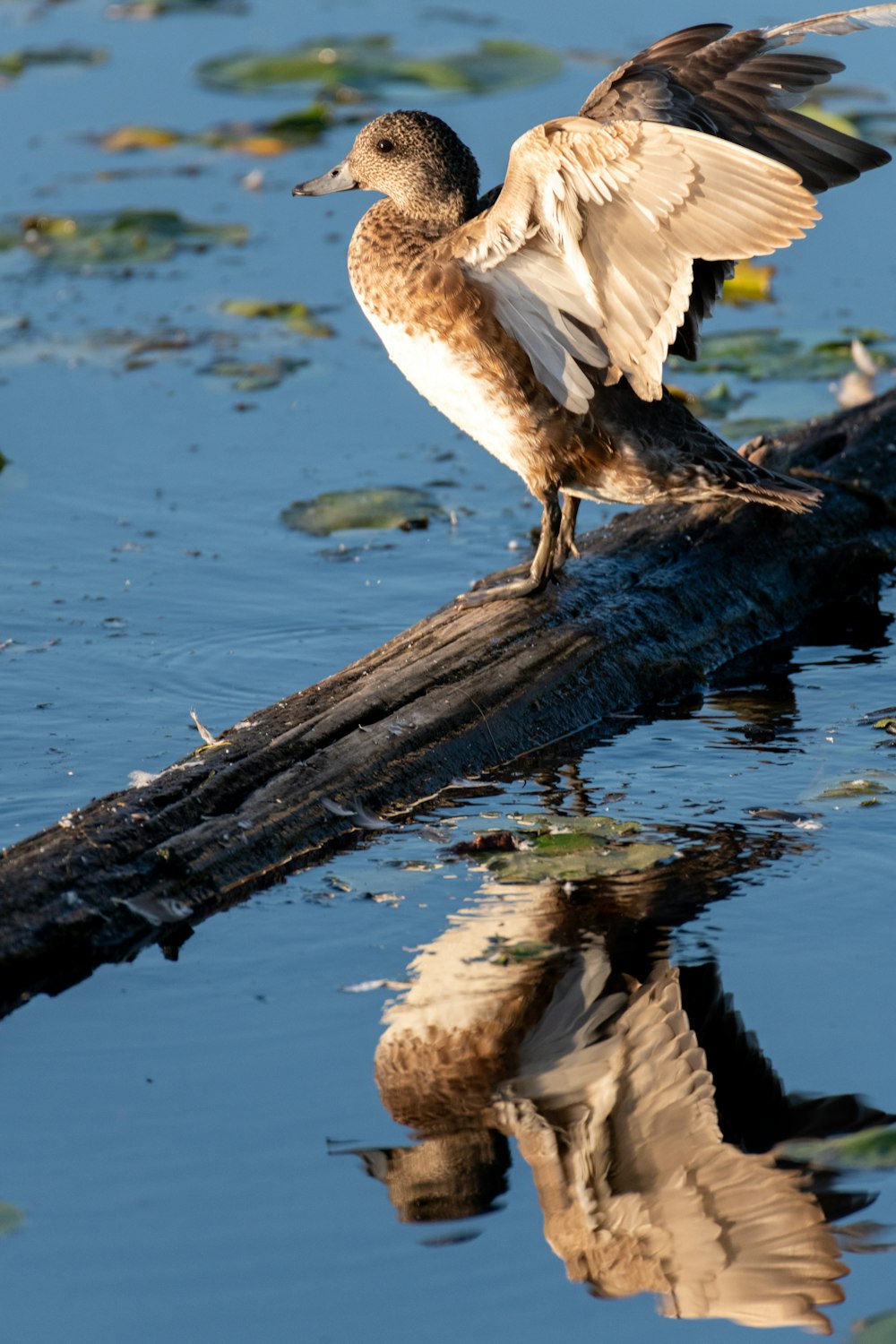 Pato marrón en el tronco de un árbol flotando en un cuerpo de agua tranquilo