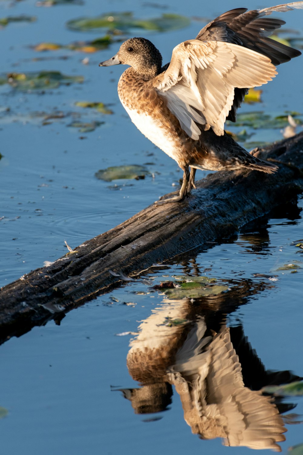 braune Ente auf Baumstamm schwimmt auf ruhigem Gewässer