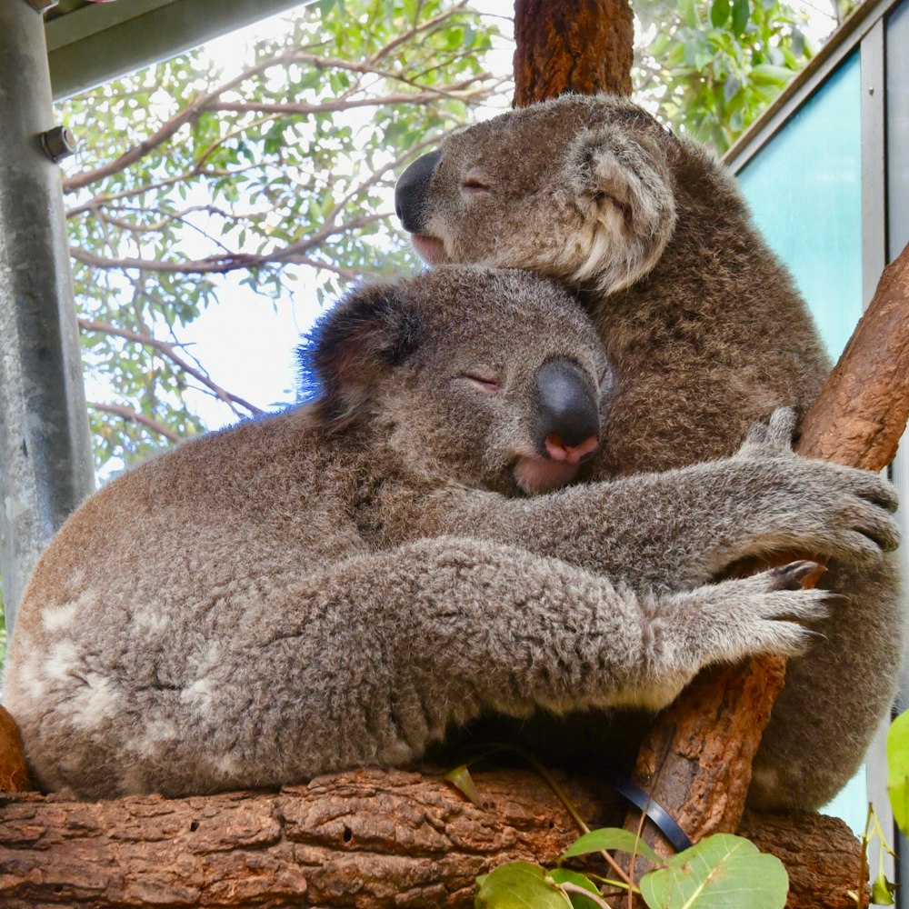 Dois ursos coalas abraçados na árvore